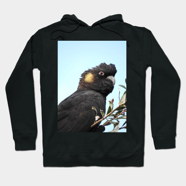 Yellow-tailed Black Cockatoo Hoodie by kirstybush